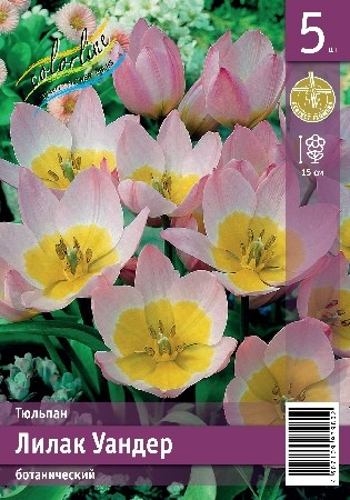 Тюльпан Лилак Уандер Tulipa Lilac Wonder 6/7 5шт, капер, Колорлайн 