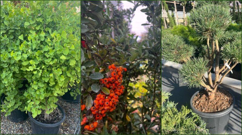 Подборка растений для украшения Вашего сада.