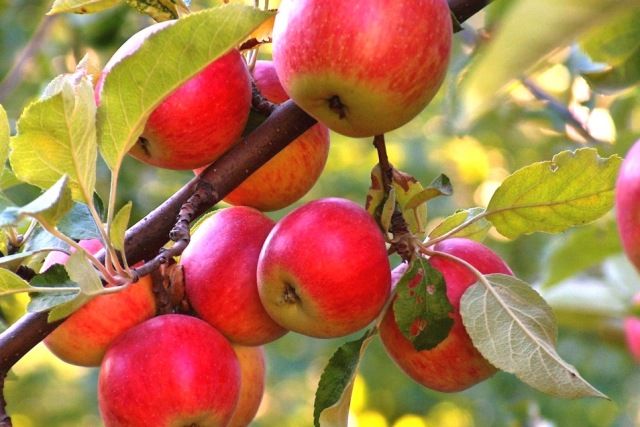 Чем обработать яблоню летом от вредителей и болезней: — полезные статьи