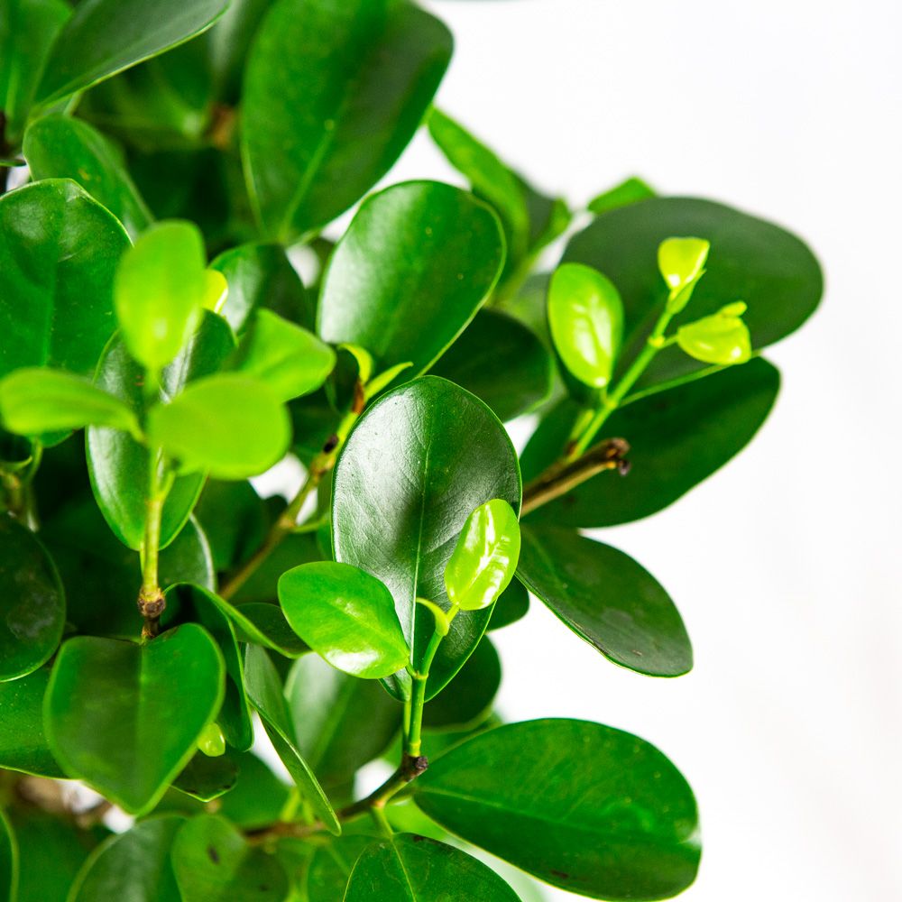Фикус мелкоплодный Мокламе переплетенный Ficus microcarpa Moclame ...