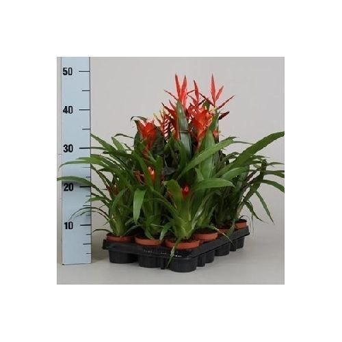 Бромелия микс Bromelia mix 40/9 (Н) — комнатное растение купить в ...