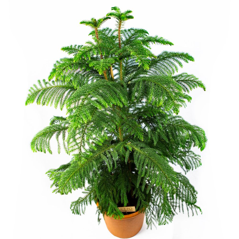 Араукария разнолистная Araucaria heterophylla 3рр 150/30 (Н ...
