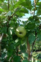 В садовом центре LETTO на Соколова 66/1 впервые дали урожай яблони в контейнерах.