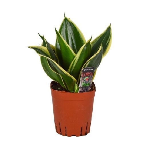 Сансевиерия Голден Хана Sansevieria Golden Hahnii 25/12 — комнатное ...