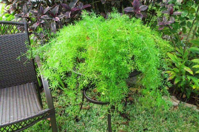 Аспарагус: уход в домашних условиях, размножение и пересадка, виды