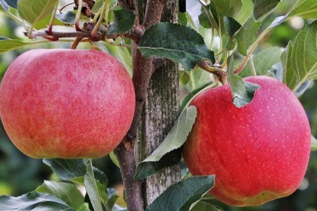 Сроки созревания плодов яблони.
