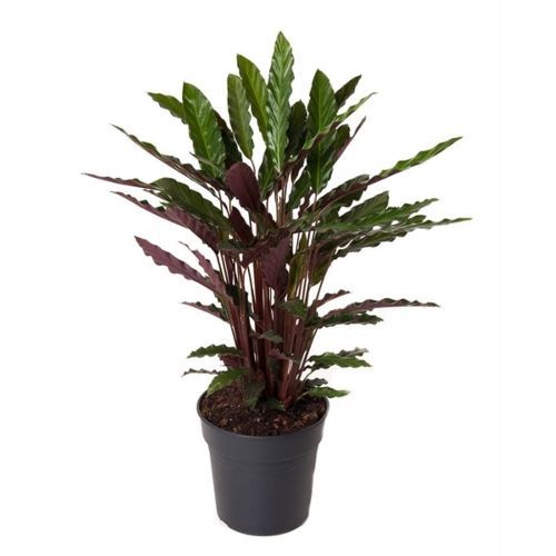 Калатея Вейвстар Calathea Wavestar 80/19 — комнатное растение купить в ...