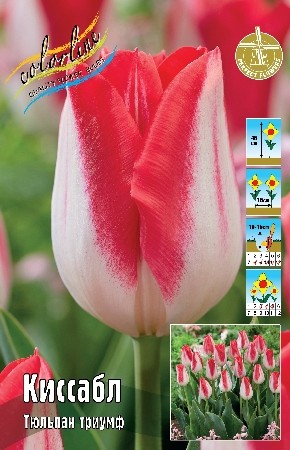 Тюльпан Киссабл Tulip Kissable 11/12 2шт 