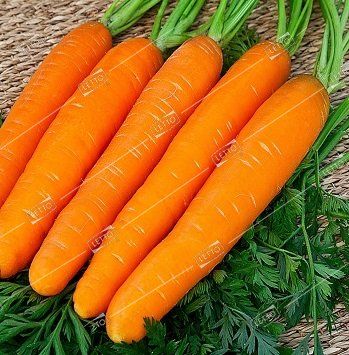 В/морковь НИИОХ 336 *кг