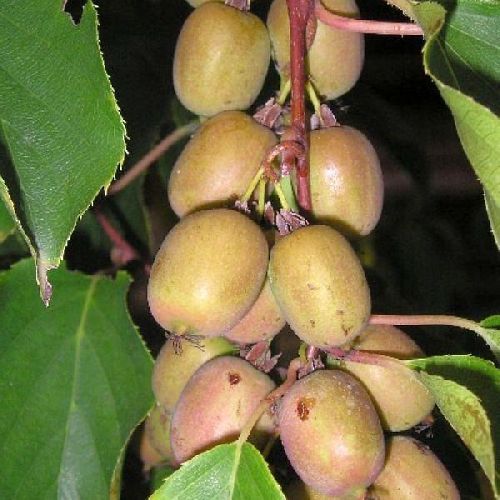 Актинидия острая Вейки (мужская), контейнер 2л/3л — саженцы купить в ...
