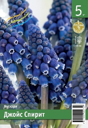 Мускари Джойс Спирит Muscari Joyce Spirit 7/8 5шт, капер, Колорлайн