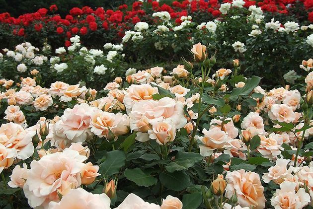 Потрясающие розы из Сербии и Алтая