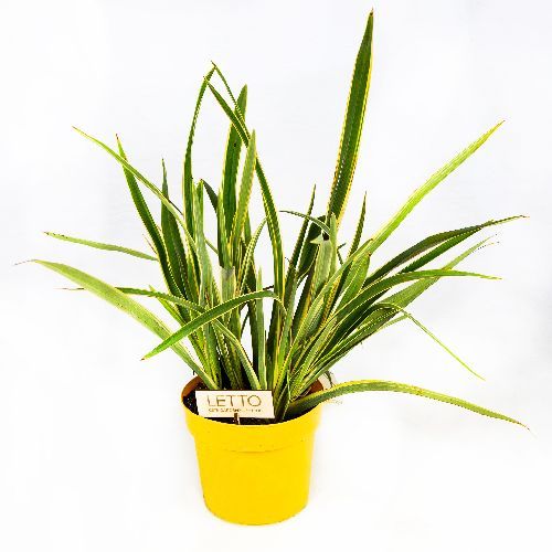 Лен прочный Wings Of Gold с3 Phormium tenax Wings Of Gold (Н)