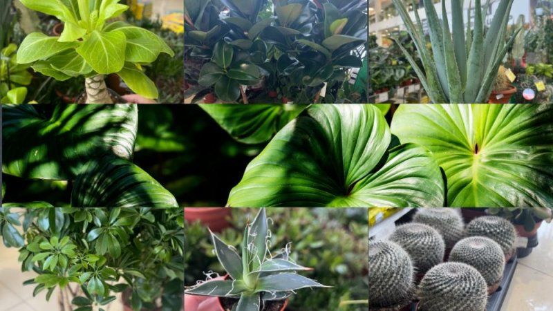 Поступление комнатных растений!