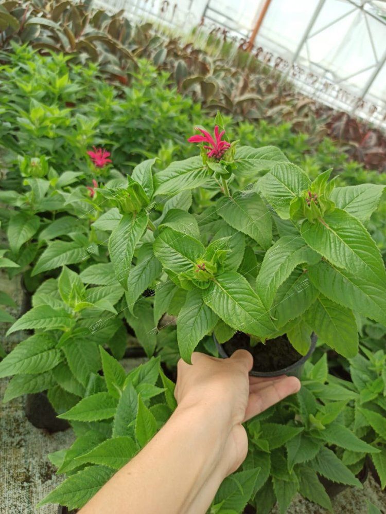 Монарда двойчатая Monarda didyma /17 — саженцы купить в интернет ...