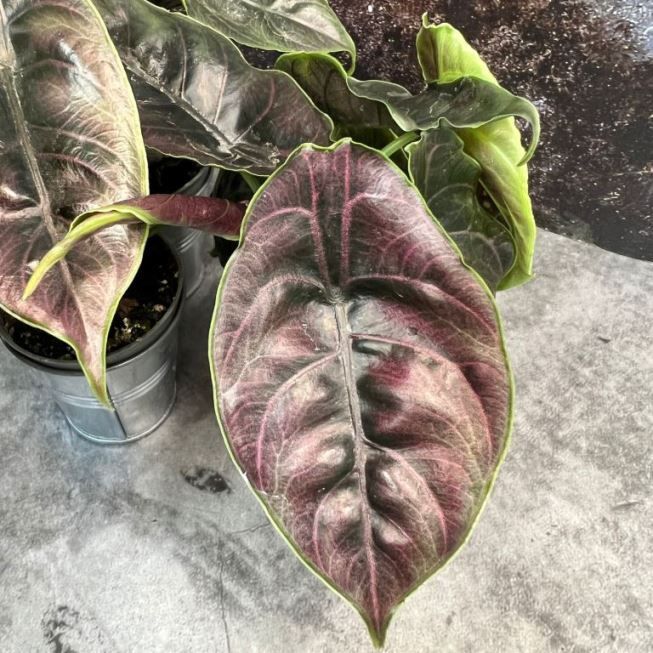 Алоказия Ацианил Alocasia Azianil р10 — комнатное растение купить в ...