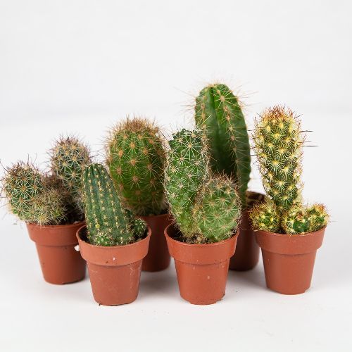 Кактус мини микс Cactus mini mix 7/3 — комнатное растение купить в ...