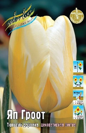 Тюльпан Яп Гроот Tulipa Jaap Groot 11/12 3шт, капер, Колорлайн