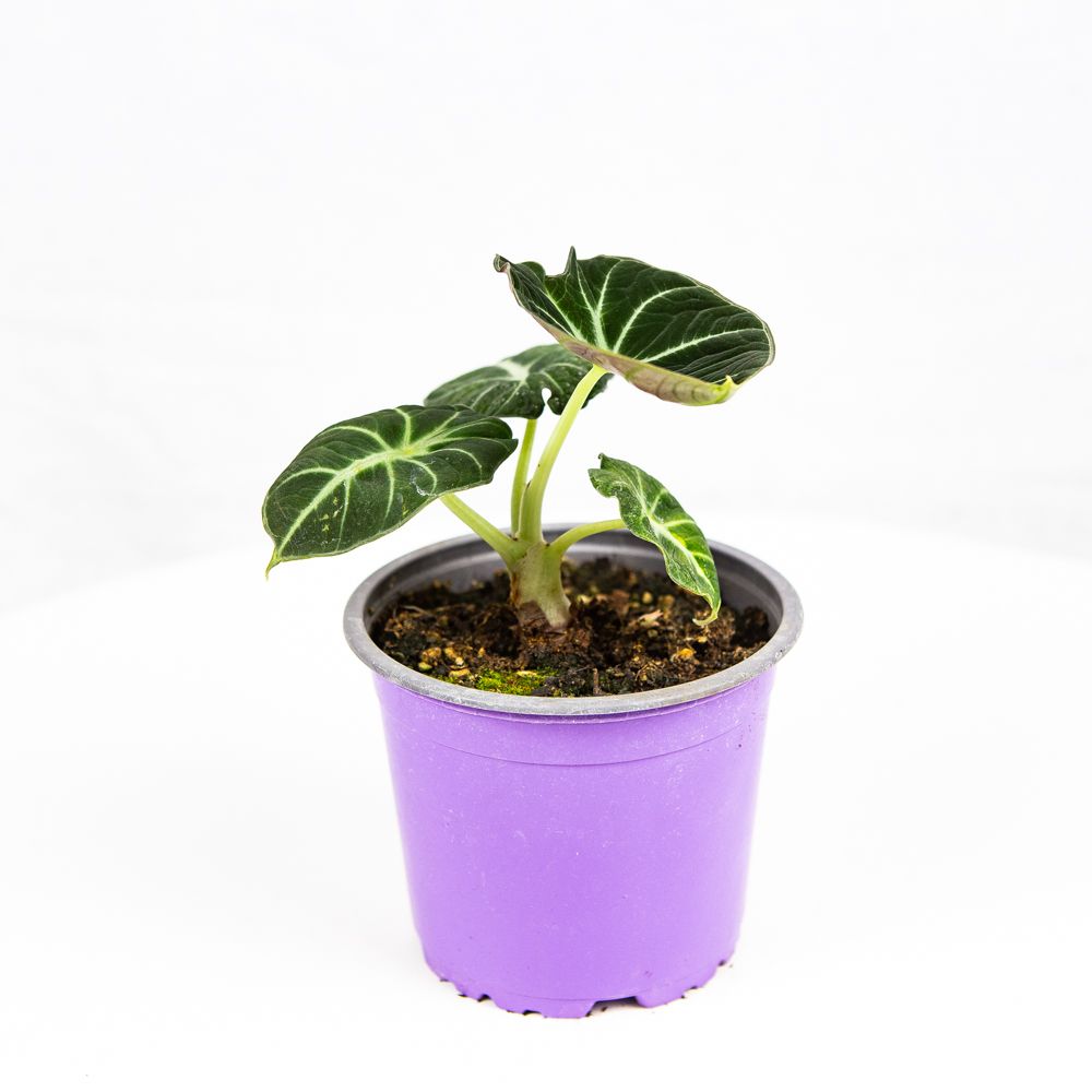 Алоказия в ассортименте Alocasia р12 — комнатное растение купить в ...