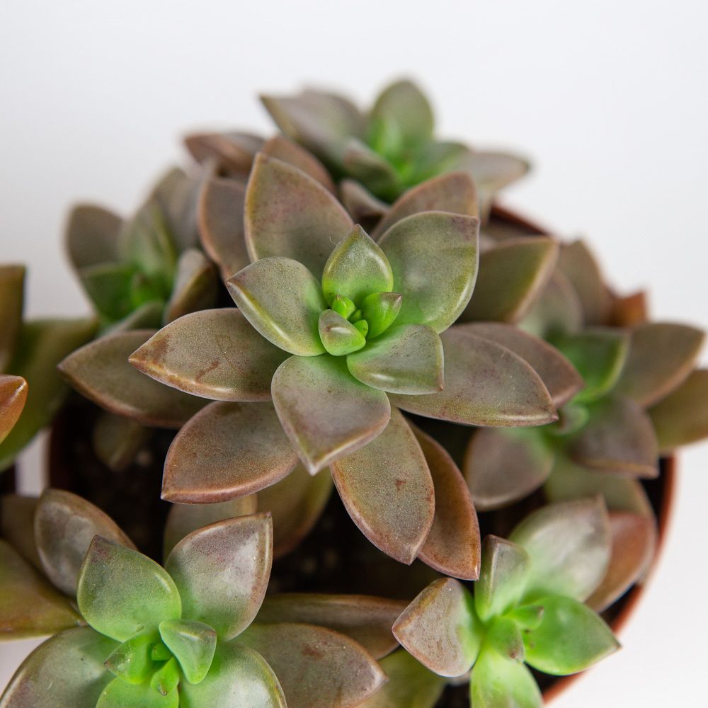 Суккулент микс Succulenten mix 10/8,5 — комнатное растение купить в ...