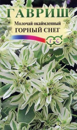 Молочай Горный снег, семена Гавриш 0,5г
