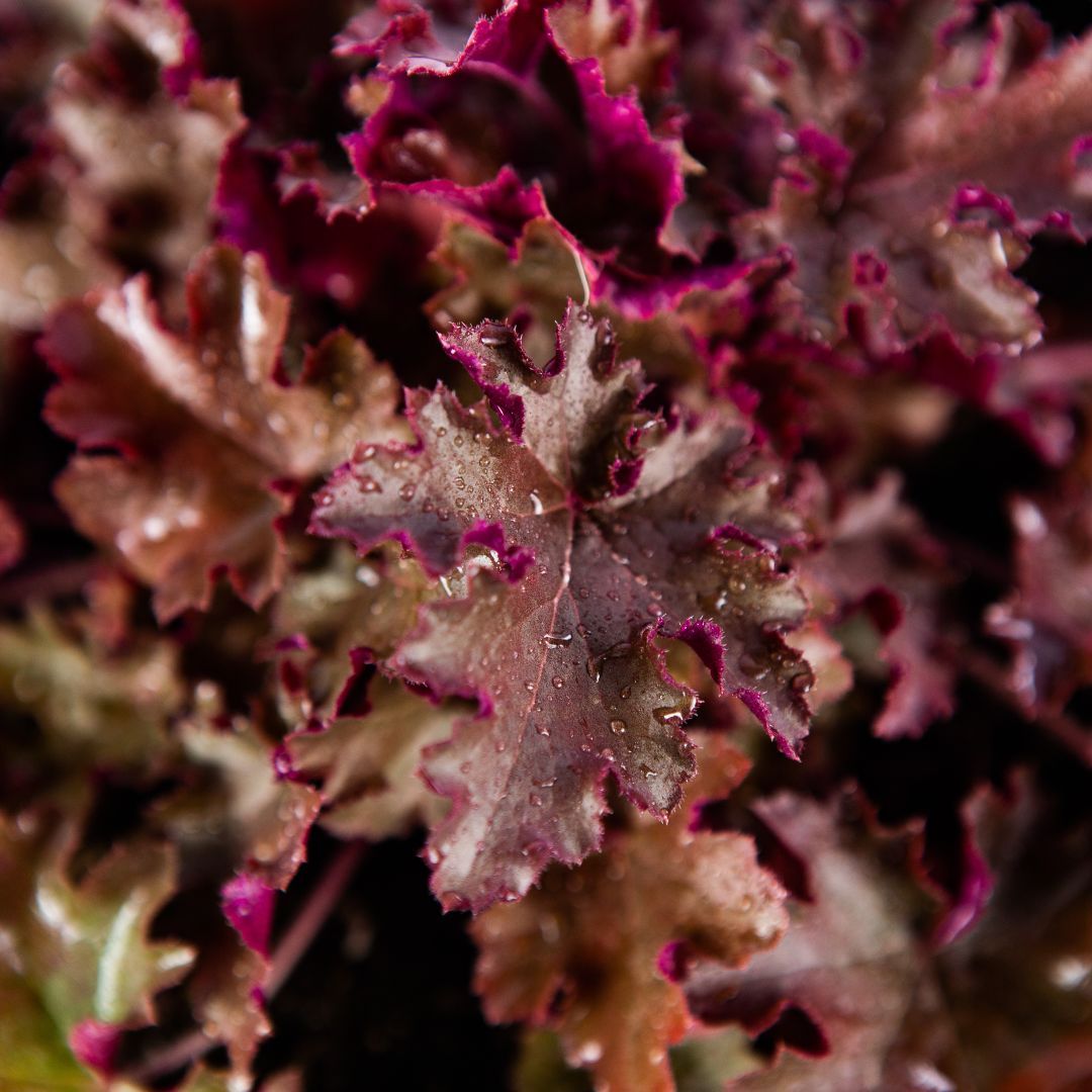 Гейхера микс Heuchera mix /17 — саженцы купить в интернет-магазине с ...