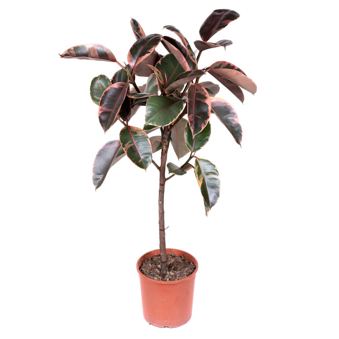 Фикус Эластика микс Ficus Elastica Mix d27 — комнатное растение купить ...