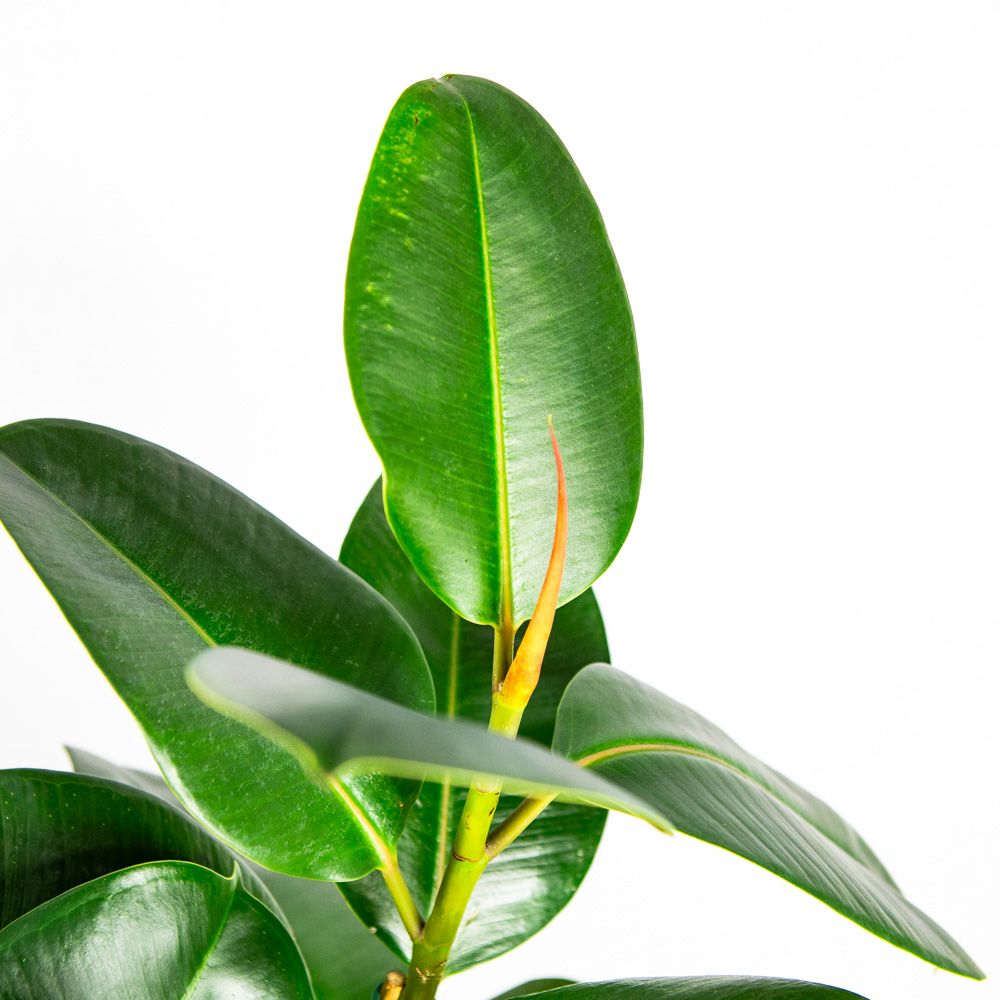 Фикус каучуконосный Робуста 3 ствола Ficus elastica Robusta 3 pp 100/27 ...
