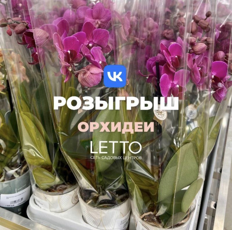 Розыгрыш на странице LETTO в ВКонтакте