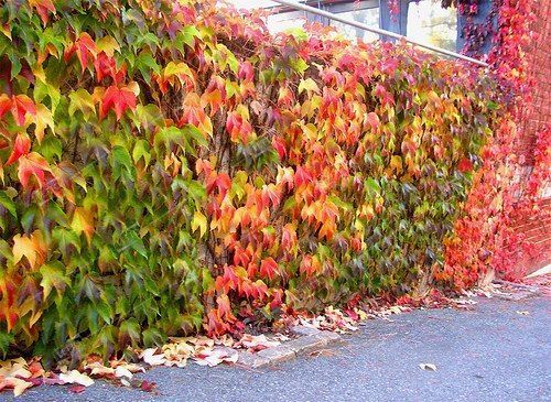 Виноград девичий Parthenocissus quinq.engelmannii 50-60см 2л. 3S60 (Н) — цена в LETTO