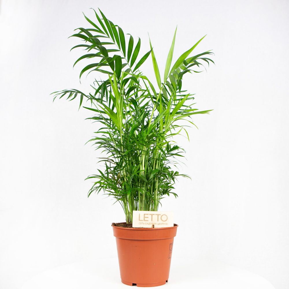 Хамедорея изящная Chamaedorea elegans 60/17 — комнатное растение купить ...