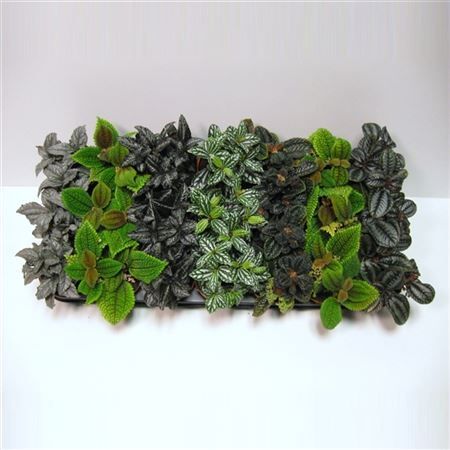 Pilea Интернет Магазин Растений