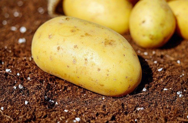 Отменный семенной картофель высокоурожайных сортов! Новинка!