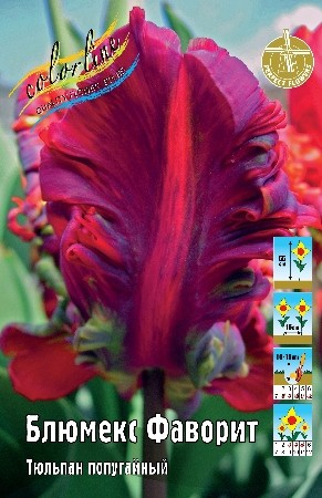 Тюльпан Блюмекс Фаворит Tulipa Blumex Favorite 11/12 2шт, капер, Колорлайн