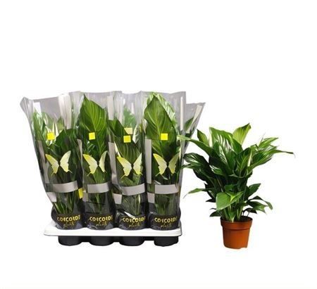 Спатифиллум Свит Сильвио Spathiphyllum Sweet Silvio 60/14 — комнатное ...