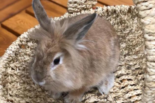 Если вы собрались завести декоративного кролика, позаботитесь о...