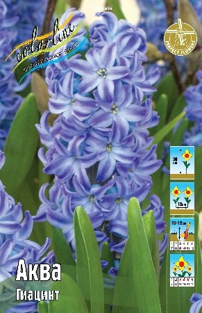Гиацинт Аква Hyacinth Aqua14/15 3шт, капер, Колорлайн