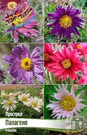 Прострел Папагено Pulsatilla vulgaris Papageno I 1шт, капер, Колорлайн
