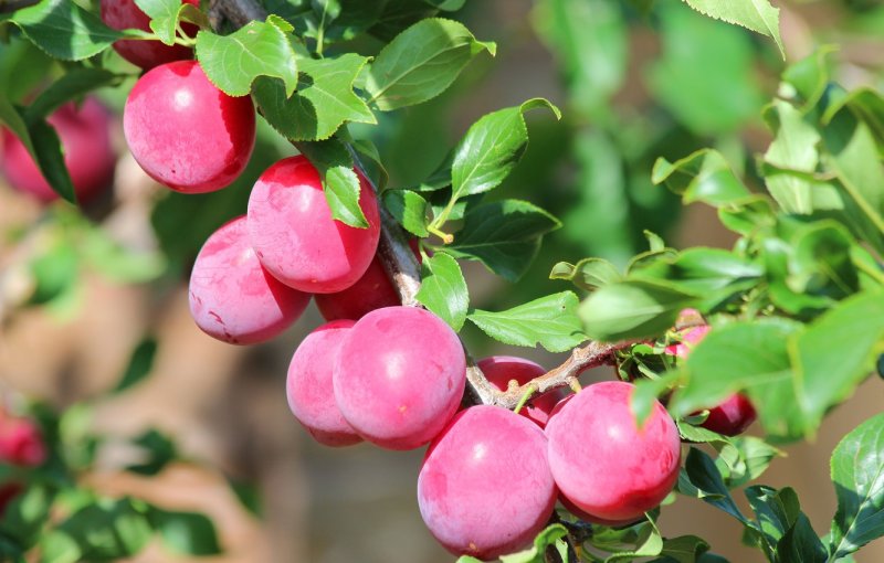 Алыча: посадка и уход, обрезка и прививка, описание сортов с фото, болезни и вредители