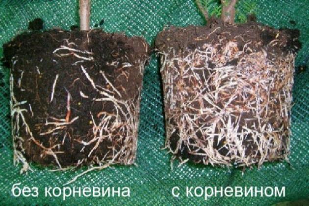 Как и когда применять корневин? Как и когда применять корневин?