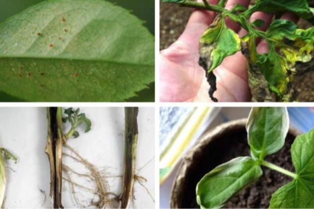 Сохнет, вянет рассада. Что делать?