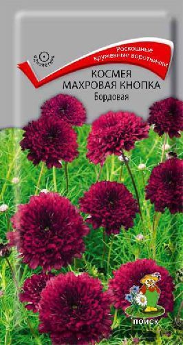 Космея махровая Кнопка бордовая, семена Поиск 0,1г