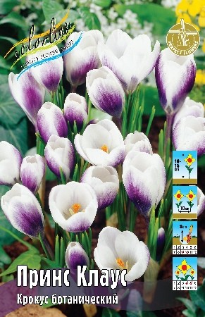 Крокус Принс Клаус Crocus chrysanthus Prins Claus 5/7 5шт, капер, Колорлайн