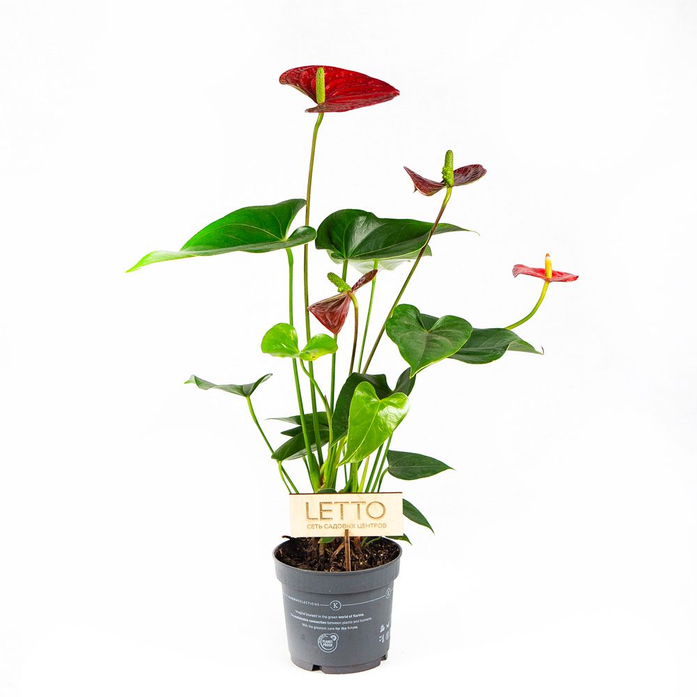 Антуриум Андре Алоха Ред Anthurium andraeanum Aloha Red 50/14 (Н ...