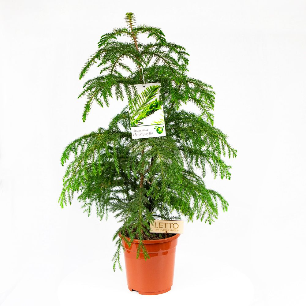 Араукария разнолистная Araucaria heterophylla 3 pp 65/19 (Н ...