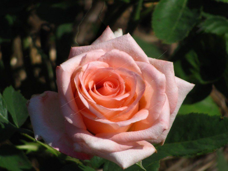 Роза чайно-гибридная Ангажемент 1 шт ОКС