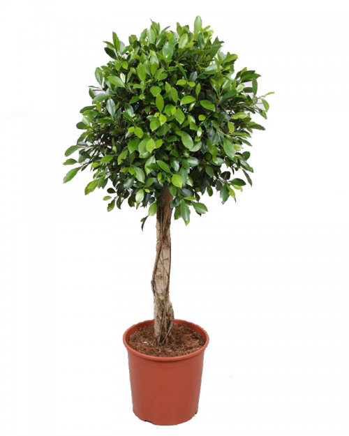 Фикус Бенджамина Нитида на штамбе Ficus benjamina Nitida on stem 90/23 ...