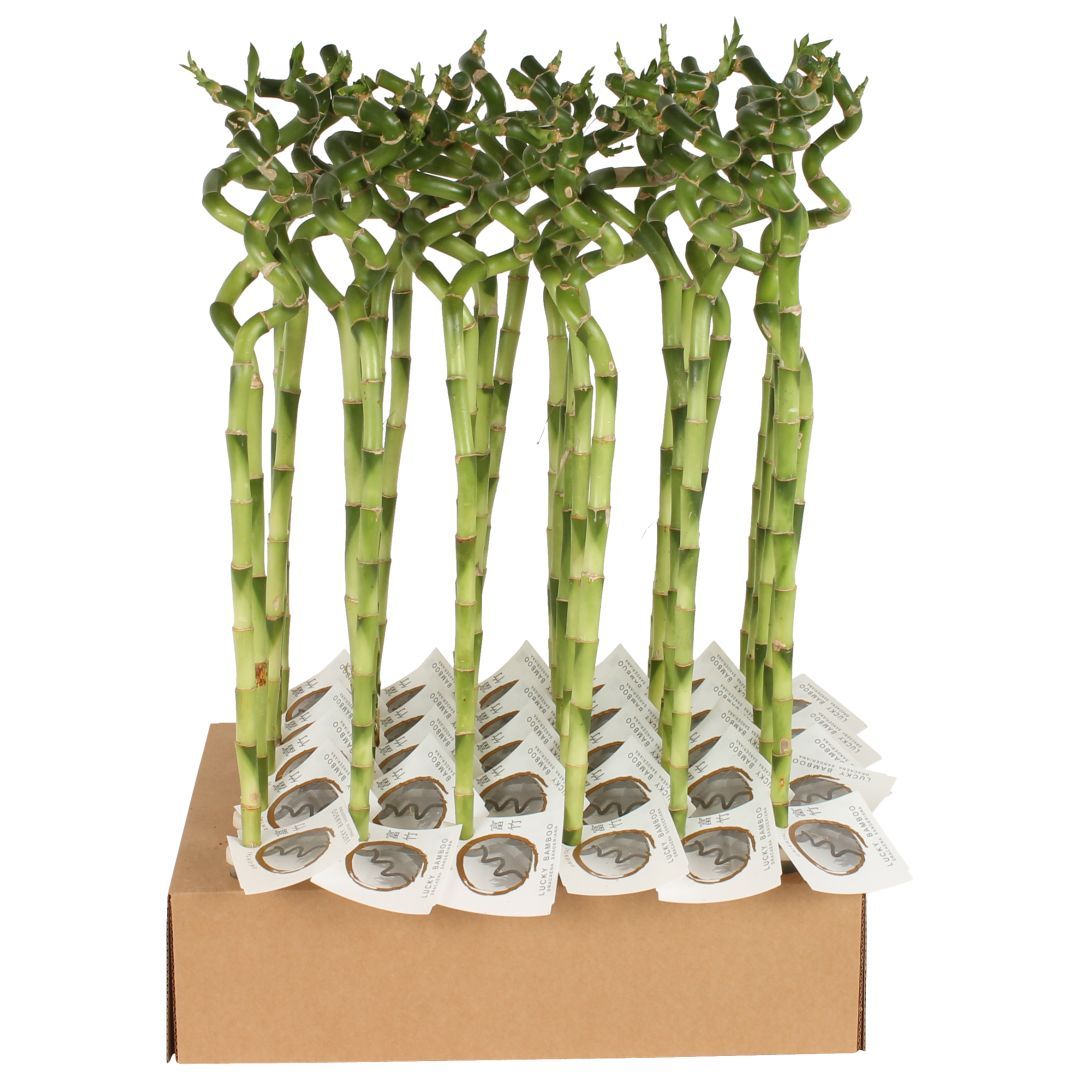 Бамбук Lucky Bamboo /5 (Н) — комнатное растение купить в интернет ...