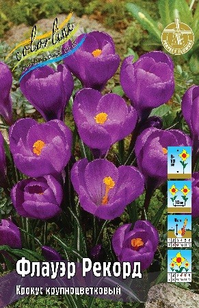 Крокус Флауэр Рекорд Crocus Flower Record 7/8 5шт, капер, Колорлайн