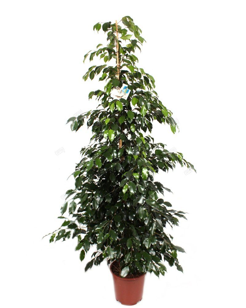 Фикус Бенджамина Миднайт Леди Ficus benjamina Midnight Lady 145/27 (Н ...